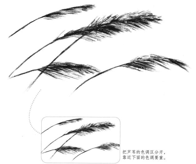 芦苇素描画法