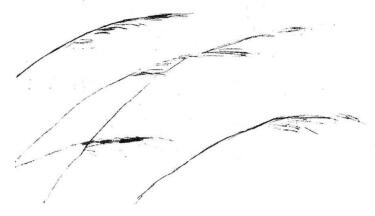 芦苇素描画法步骤02