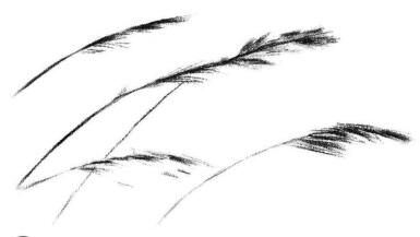 芦苇素描画法步骤03