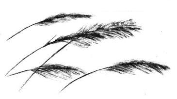 芦苇素描画法步骤04