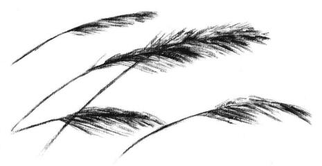 芦苇素描画法步骤05