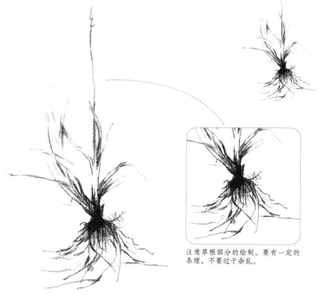 野草素描画法