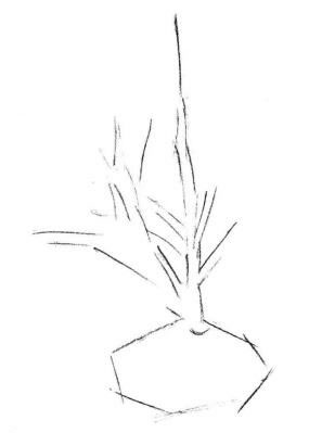 野草素描画法步骤01