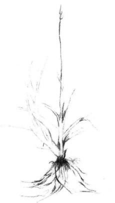 野草素描画法步骤02