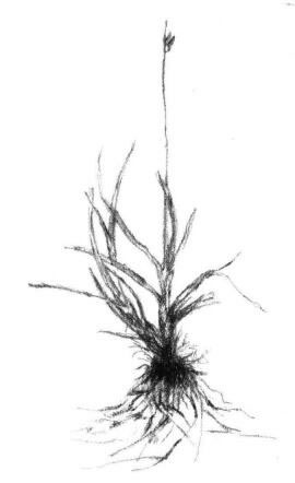 野草素描画法步骤03