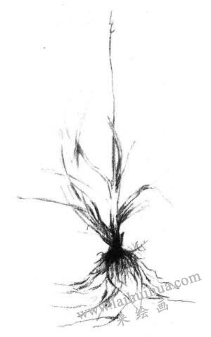 野草素描画法步骤04