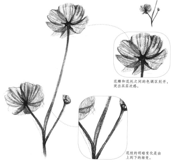 小野花素描画法