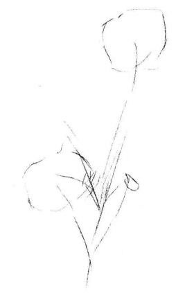 小野花素描画法步骤01