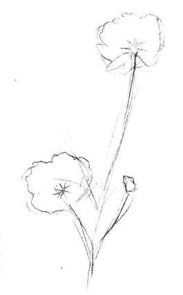 小野花素描画法步骤02