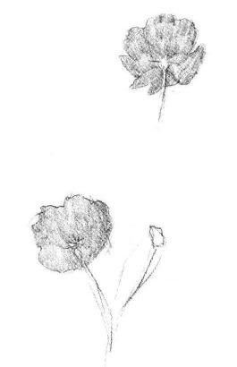 小野花素描画法步骤03