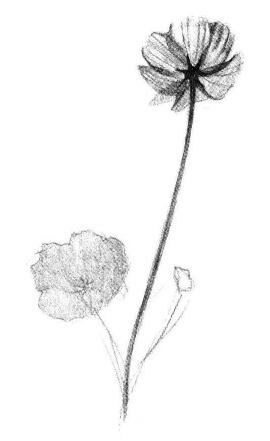 小野花素描画法步骤04