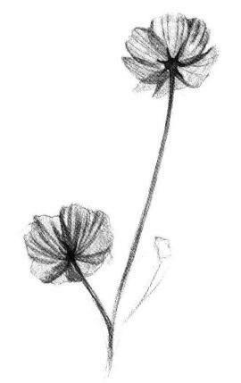 小野花素描画法步骤05