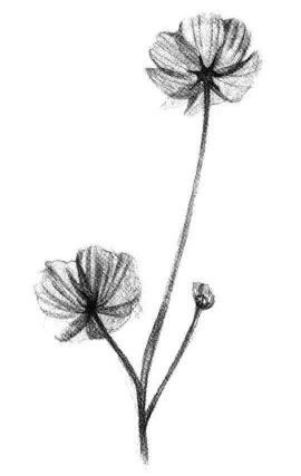小野花素描画法步骤06