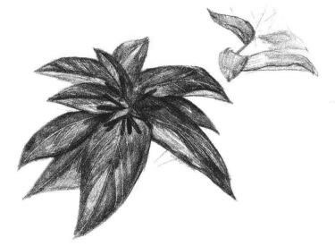希美丽素描画法步骤04
