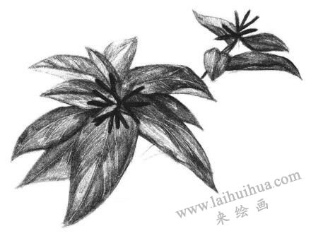 希美丽素描画法步骤05