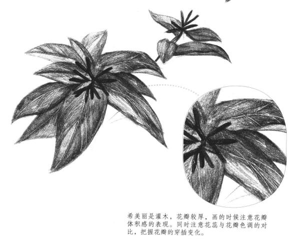 希美丽素描画法