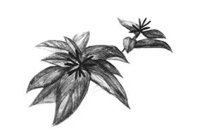 希美丽素描画法