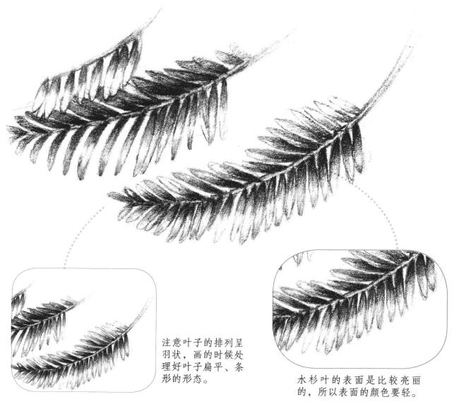 水杉叶子素描画法