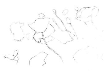 虞美人素描画法步骤03