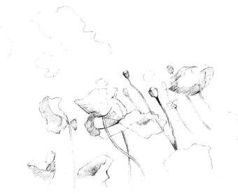 虞美人素描画法步骤05