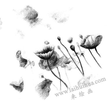 虞美人素描画法步骤09