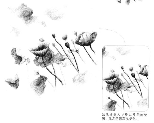 虞美人素描画法