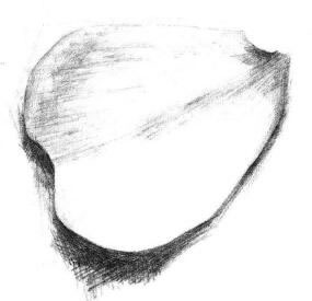 玫瑰花瓣素描画法步骤05