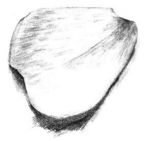 玫瑰花瓣素描画法步骤06