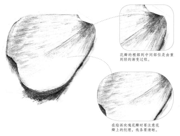 玫瑰花瓣素描画法