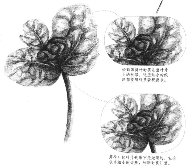 薄荷叶素描画法