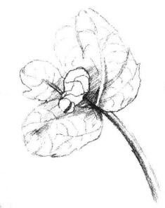清凉薄荷叶素描画法步骤03