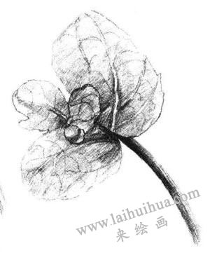 清凉薄荷叶素描画法步骤04