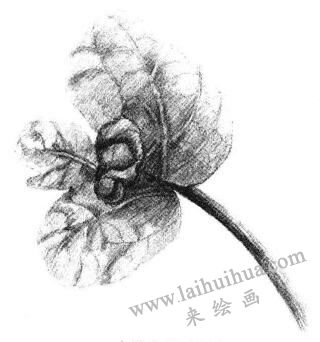 清凉薄荷叶素描画法步骤05