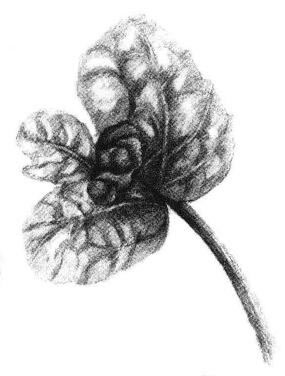 清凉薄荷叶素描画法步骤06