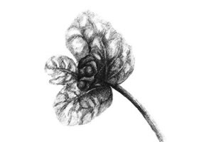 薄荷叶素描画法