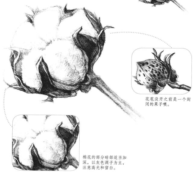 棉花素描画法