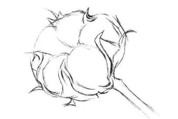 棉花素描画法步骤02