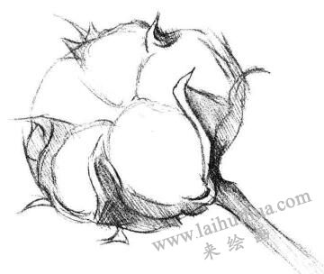 棉花素描画法步骤03