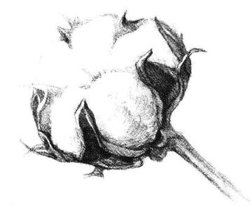 棉花素描画法步骤04
