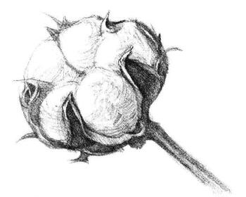 棉花素描画法步骤05