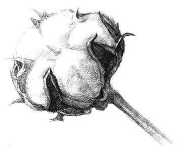 棉花素描画法步骤06