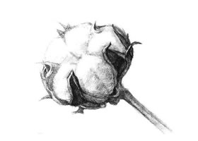棉花素描画法