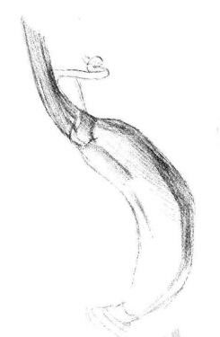 黄瓜素描画法步骤03