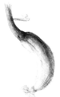 黄瓜素描画法步骤05