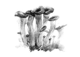 蘑菇素描画法步骤