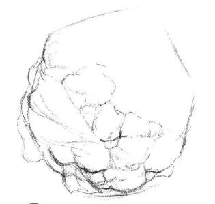 花菜素描画法步骤02