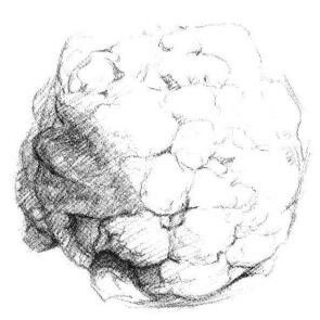 花菜素描画法步骤04