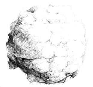 花菜素描画法步骤05