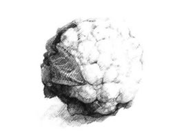 花菜素描画法