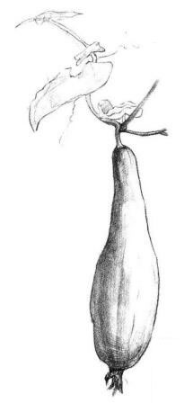 丝瓜素描画法步骤04